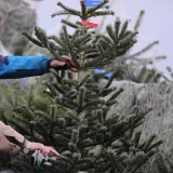 Danska drvca preplavila Hrvatsku: Evo tko nam prodaje Božić i za&scaron;to kupujemo najskuplje