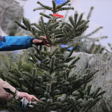 Danska drvca preplavila Hrvatsku: Evo tko nam prodaje Božić i za&scaron;to kupujemo najskuplje