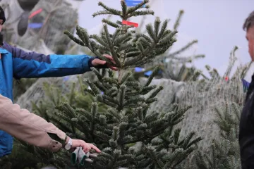 Danska drvca preplavila Hrvatsku: Evo tko nam prodaje Božić i za&scaron;to kupujemo najskuplje