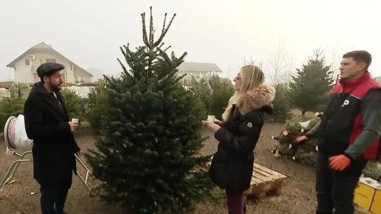 Stiglo je to vrijeme godine: Ove božićne jelke se najče&scaron;će kupuju, a provjerili smo i cijene