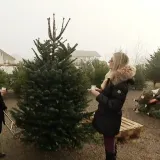 Stiglo je to vrijeme godine: Ove božićne jelke se najče&scaron;će kupuju, a provjerili smo i cijene