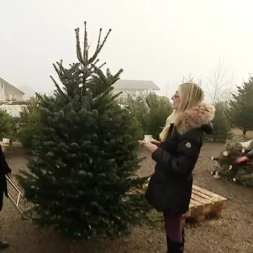 Stiglo je to vrijeme godine: Ove božićne jelke se najče&scaron;će kupuju, a provjerili smo i cijene