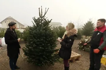Stiglo je to vrijeme godine: Ove božićne jelke se najče&scaron;će kupuju, a provjerili smo i cijene