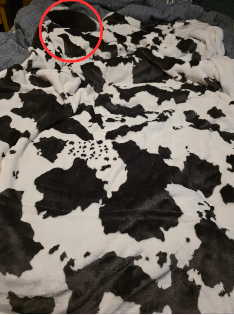 Preslatka mačka savr&scaron;eno se stopila s okolinom: Mnogi je nisu uspjeli pronaći, možete li vi?