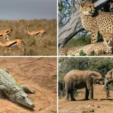 Koliko afričkih životinja može&scaron; prepoznati? Ova pitanja će znati rije&scaron;iti i osnovno&scaron;kolci