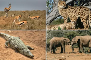 Koliko afričkih životinja može&scaron; prepoznati? Ova pitanja će znati rije&scaron;iti i osnovno&scaron;kolci