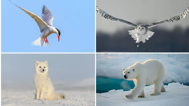Rijetki će prepoznati sve polarne životinje s fotografija: Dokaži da nije nemoguće