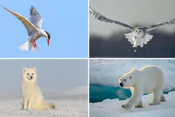 Rijetki će prepoznati sve polarne životinje s fotografija: Dokaži da nije nemoguće