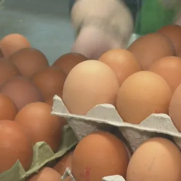 Ako ste kupili ova domaća jaja, nemojte ih jesti! Opozvana su zbog salmonele