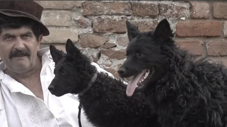 Hrvatski ovčar postao kulturno dobro: Stoljećima je simbol predanosti i tradicije