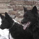 Hrvatski ovčar postao kulturno dobro: Stoljećima je simbol predanosti i tradicije