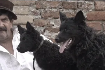 Hrvatski ovčar postao kulturno dobro: Stoljećima je simbol predanosti i tradicije