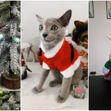 Poslali ste nam fotke va&scaron;ih ljubimaca u božićnom ruhu, pa vi ste pravi sretnici koliko su neodoljivi