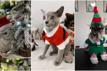 Poslali ste nam fotke va&scaron;ih ljubimaca u božićnom ruhu, pa vi ste pravi sretnici koliko su neodoljivi