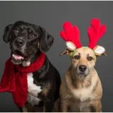 Znate li tko su krzneni i pernati simboli blagdana i za&scaron;to ba&scaron; oni?