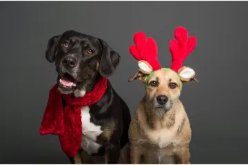 Znate li tko su krzneni i pernati simboli blagdana i za&scaron;to ba&scaron; oni?