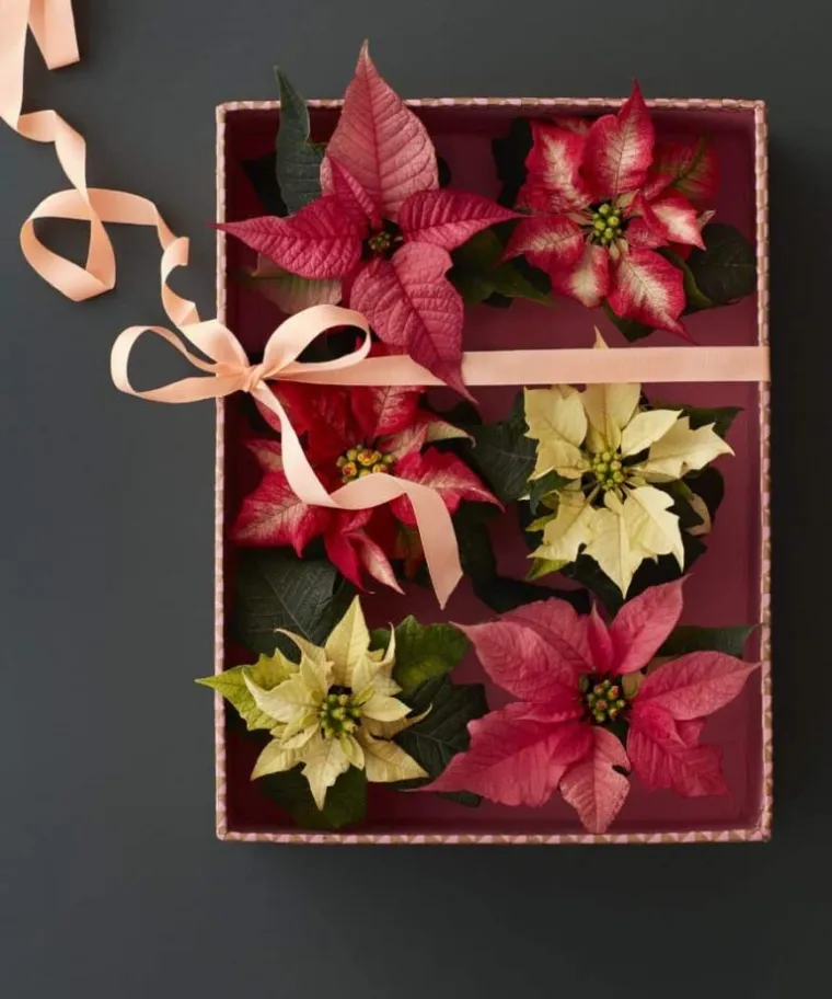 Pokloni s cvatućim božićnim zvijezdama