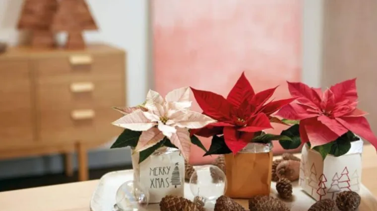 Pokloni s cvatućim božićnim zvijezdama