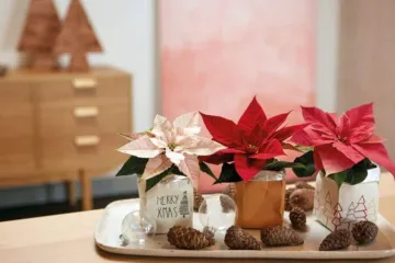 Pokloni s cvatućim božićnim zvijezdama