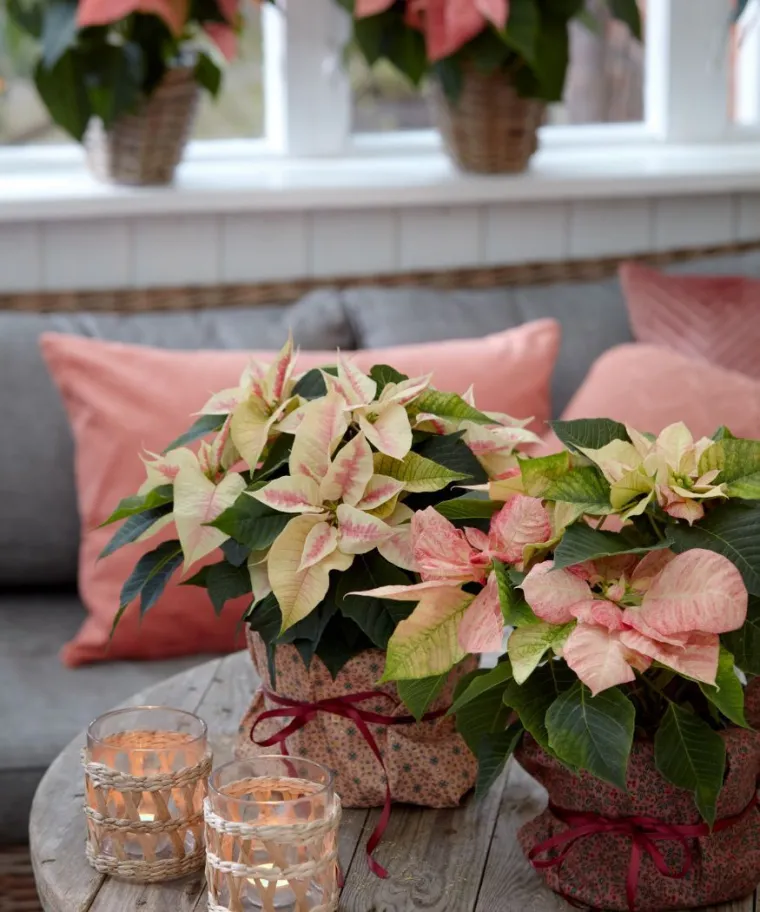 Pokloni s cvatućim božićnim zvijezdama