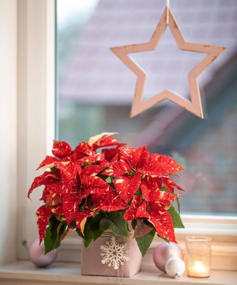 Pokloni s cvatućim božićnim zvijezdama