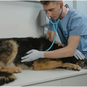 Vodič za vlasnike: Ovo je 30 najče&scaron;ćih bolesti koje pogađaju pse