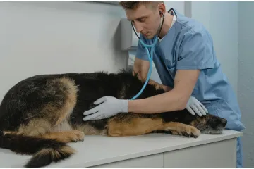 Vodič za vlasnike: Ovo je 30 najče&scaron;ćih bolesti koje pogađaju pse