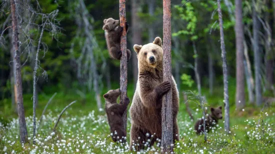 [KVIZ] Jesi li genijalac koji zna sve o medvjedima?