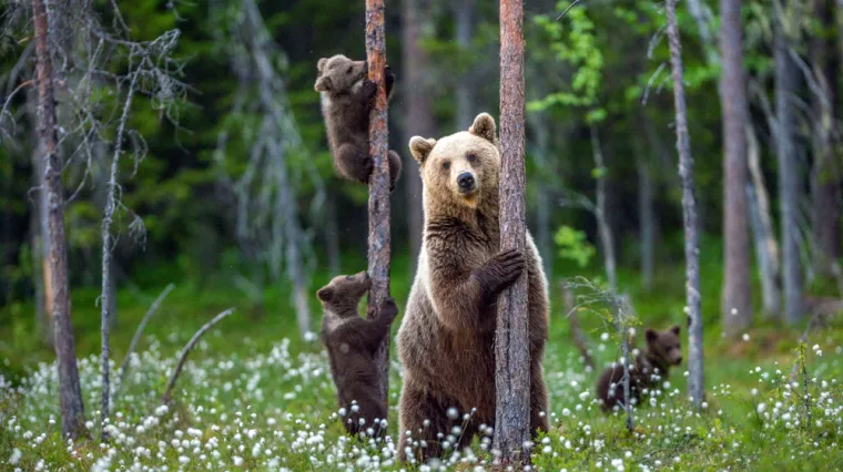 [KVIZ] Jesi li genijalac koji zna sve o medvjedima?