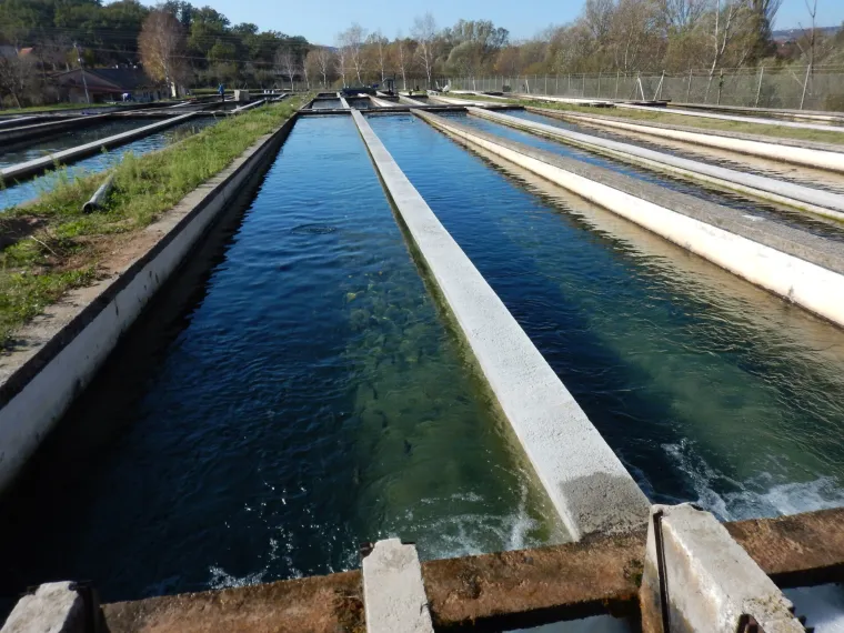 Hrvatska akvakultura: održiva proizvodnja hrane za danas i sutra