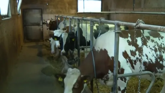 Božićnice za krave, svinje, ovce i konje u hrvatskoj općini: 'Svaka pomoć znači'