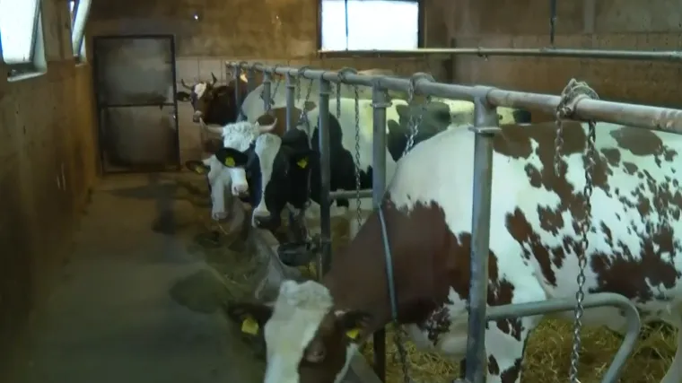 Božićnice za krave, svinje, ovce i konje u hrvatskoj općini: 'Svaka pomoć znači'