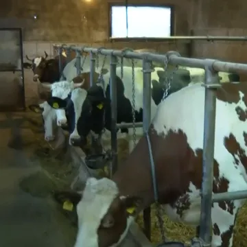 Božićnice za krave, svinje, ovce i konje u hrvatskoj općini: 'Svaka pomoć znači'