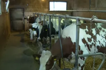 Božićnice za krave, svinje, ovce i konje u hrvatskoj općini: 'Svaka pomoć znači'