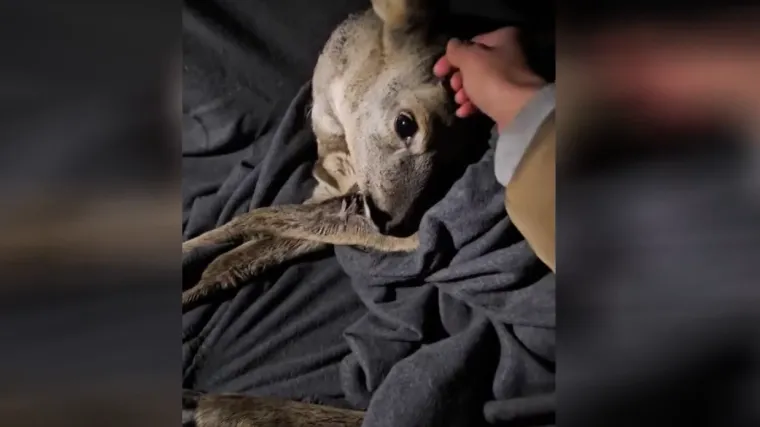 Prolaznik spasio malo lane uz cestu na Jankomiru: Netko ga je udario autom?