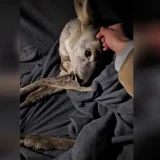 Prolaznik spasio malo lane uz cestu na Jankomiru: Netko ga je udario autom?