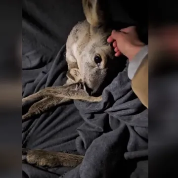 Prolaznik spasio malo lane uz cestu na Jankomiru: Netko ga je udario autom?