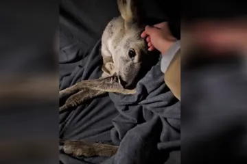 Prolaznik spasio malo lane uz cestu na Jankomiru: Netko ga je udario autom?