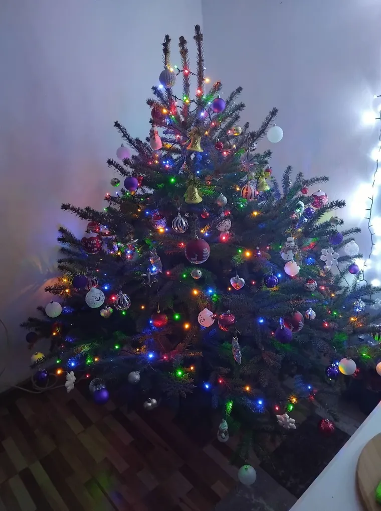 Žiri je zatrpan va&scaron;im fotografijama: Badnjak je, a jelke zauzimaju status zvijezda u domovima