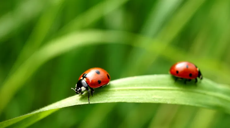 [KVIZ] Koliko dobro poznajete kukce?