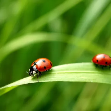 [KVIZ] Koliko dobro poznajete kukce?