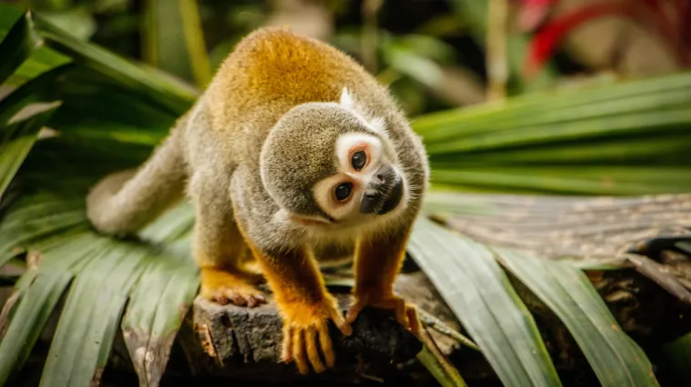 [KVIZ] Kakvo je tvoje znanje o majmunima?