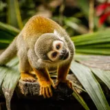 [KVIZ] Kakvo je tvoje znanje o majmunima?