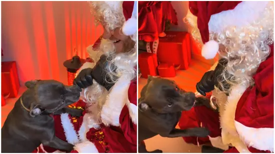 Urnebesna scena na božićnom događaju: Psić prvi put upoznao Djeda Mraza, evo kako je reagirao