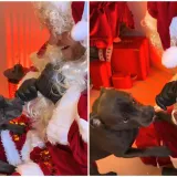 Urnebesna scena na božićnom događaju: Psić prvi put upoznao Djeda Mraza, evo kako je reagirao