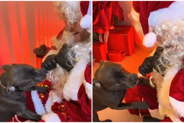Urnebesna scena na božićnom događaju: Psić prvi put upoznao Djeda Mraza, evo kako je reagirao