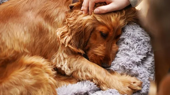 Prepoznajte demenciju kod svog psa: Ovo su ključni znakovi na koje trebate obratiti pažnju