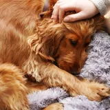 Prepoznajte demenciju kod svog psa: Ovo su ključni znakovi na koje trebate obratiti pažnju