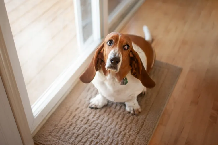 Prepoznajte demenciju kod svog psa: Ovo su ključni znakovi na koje trebate obratiti pažnju