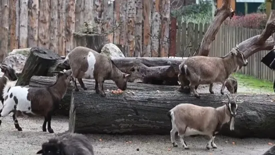 Stanovnici zagrebačkog ZOO-a istraživali svoje poklone: Pogledajte &scaron;to su dobili